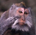 The Tulane National Primate Research Center is home to some 5,700 non-human primates encompassing nine non-chimpanzee species.