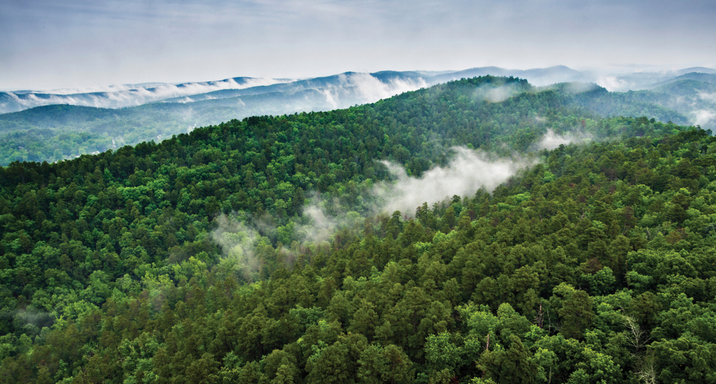 Timber & Forest Products