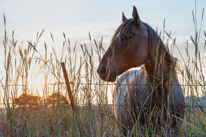 Animal Health