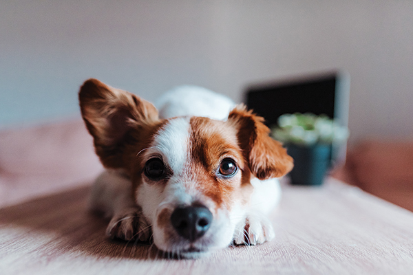 Animal Health