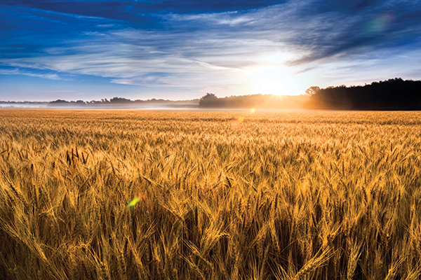 Agriculture