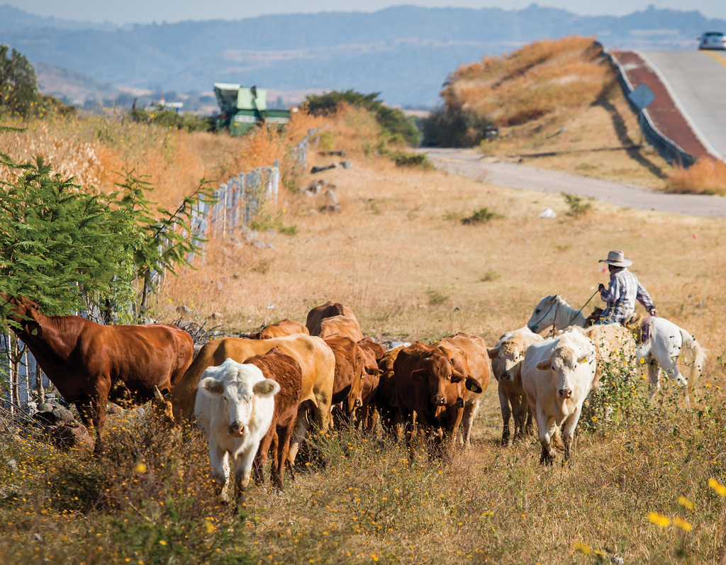 ANIMAL HEALTH