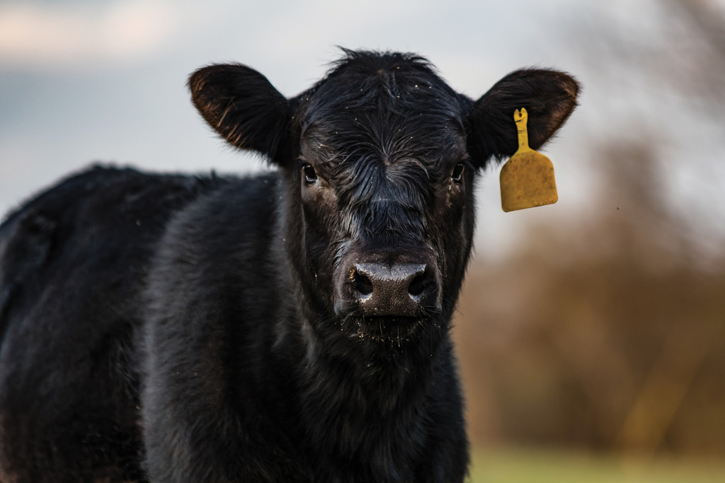 Agriculture and Food Processing