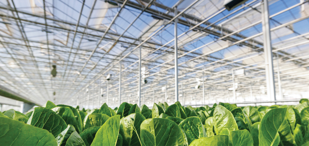 FOOD & AGRICULTURE