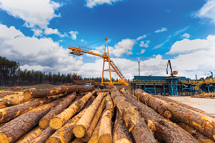 Timber & Sawmills