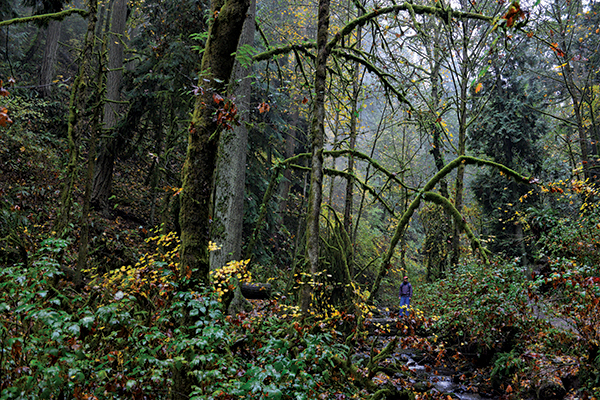 Forestry & WOOD PRODUCTS