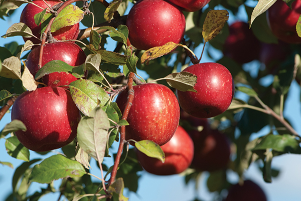 Agriculture & Food Manufacturing