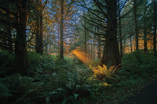 Forest Products