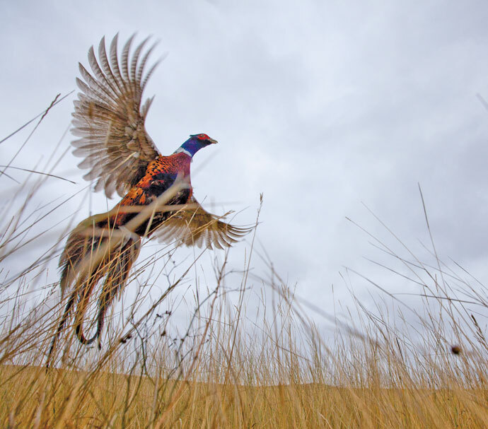 NORTH DAKOTA