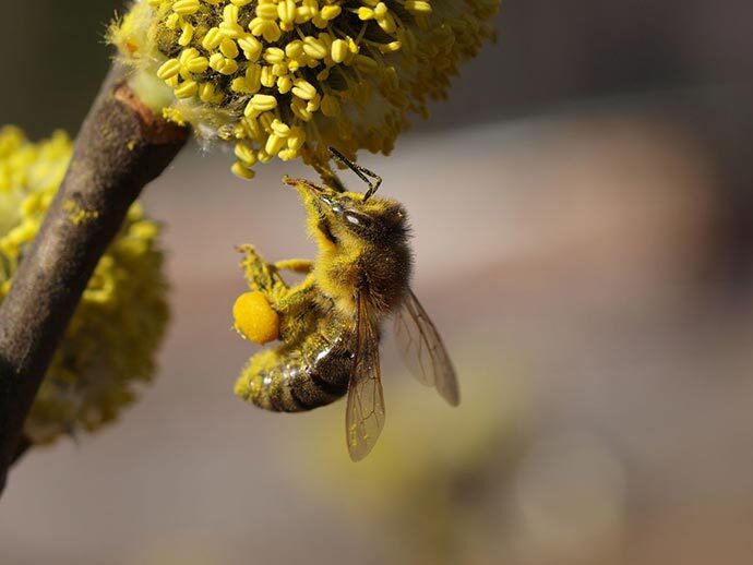 The shrinking honeybee population has ramifications for the nation’s food supply.
