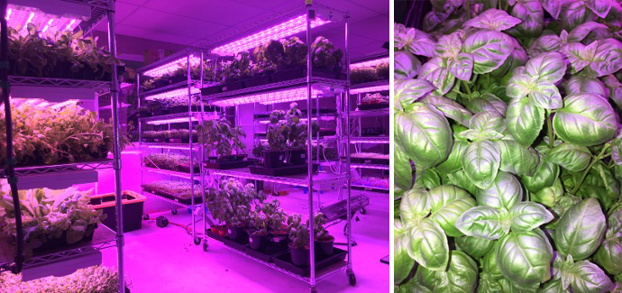 Grow Lights