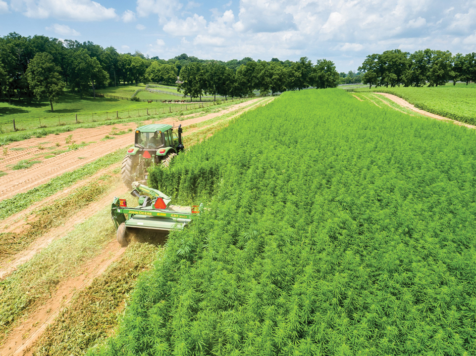 ONLINE INSIDER - CANNABIS & INDUSTRIAL HEMP