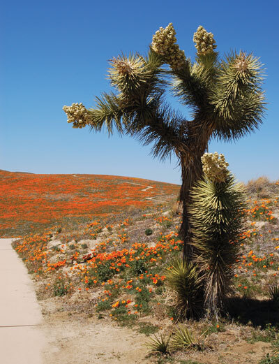 JoshuaTree