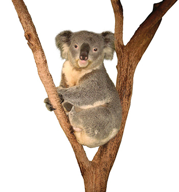AUSTRALIA & NEW ZEALAND