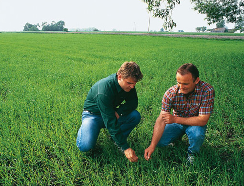 BayerCropScience_AL