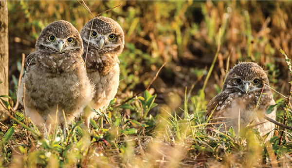 Owls