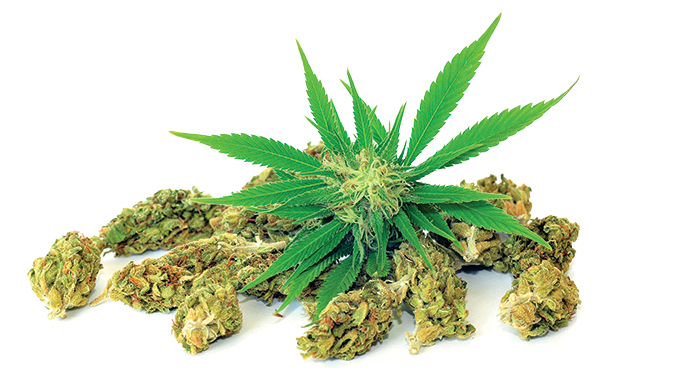 Marijuana