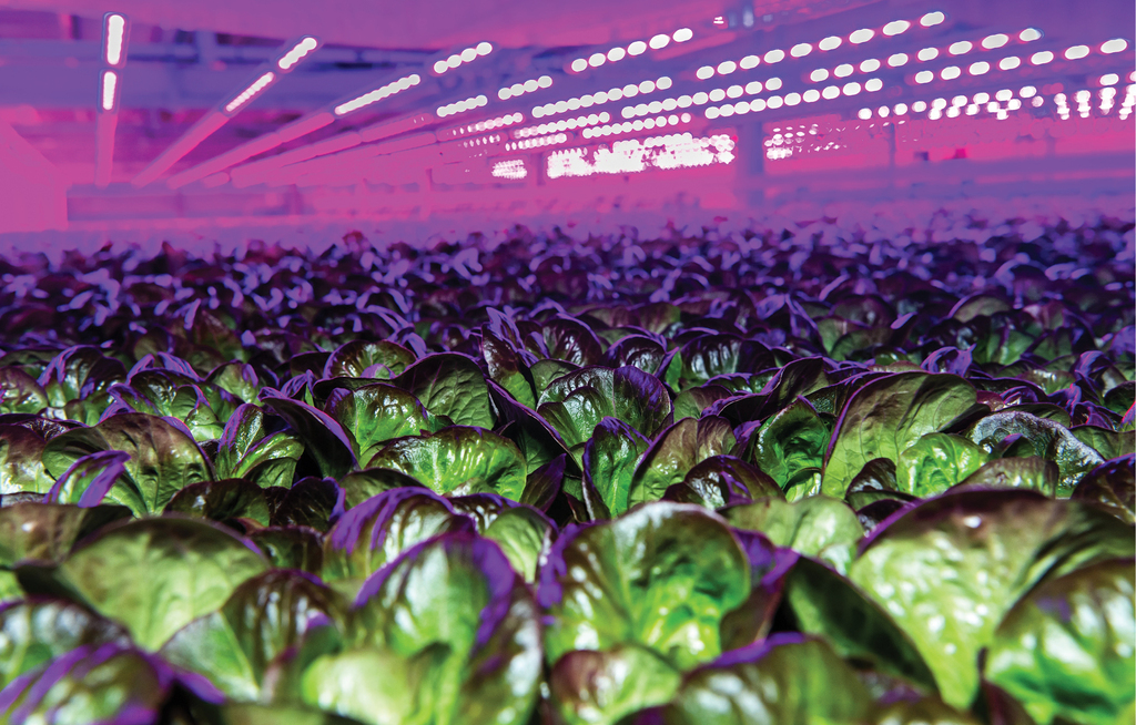 AGRIBUSINESS