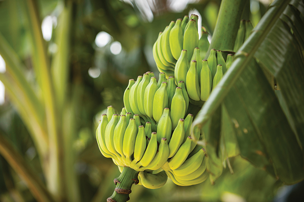COSTA RICA INVESTMENT REPORT | BIOMATERIALS CASE STUDY: YELLOW PALLET