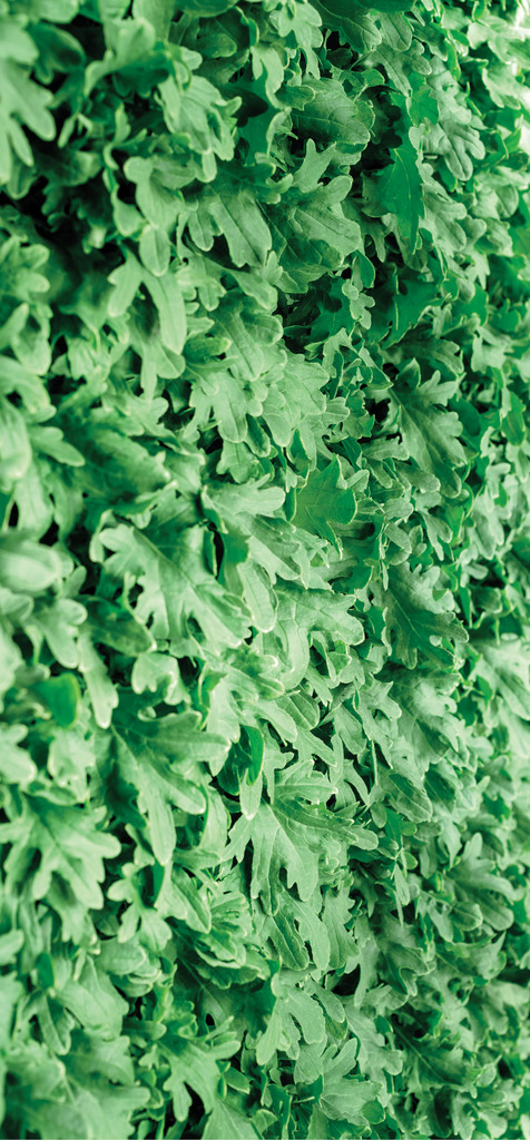 Vertical farming company Plenty Unlimited aims to create 125 jobs at a new center of excellence in Cirrus Sky Technology Park in Laramie, Wyoming’s first technology-zoned business park.