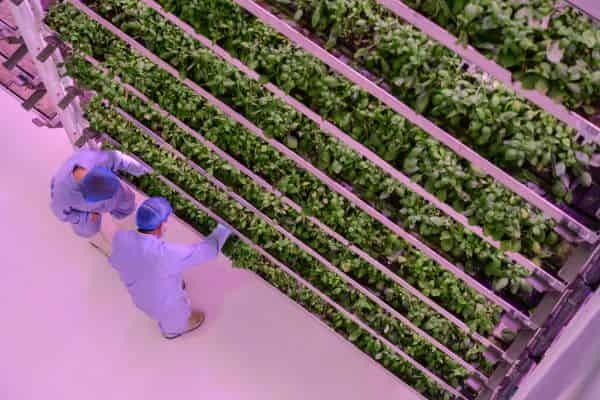 AGRIBUSINESS