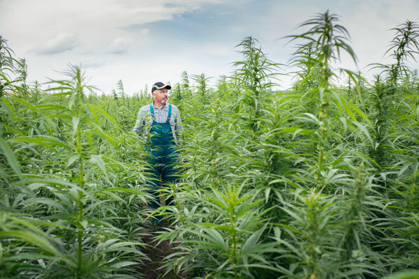 INDUSTRIAL HEMP