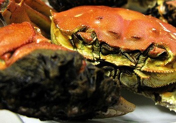 These Crabs Have Hair