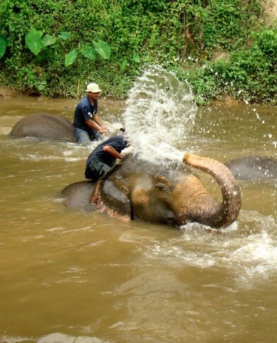 Elephants