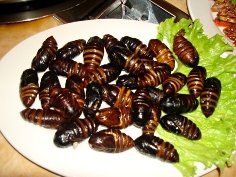 Cicada Plate