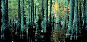 South Carolina forest