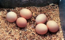 Eggs