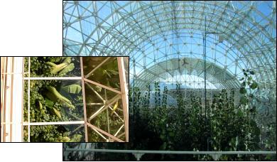 Biosphere's rain forest