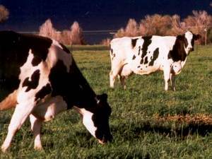 Cows